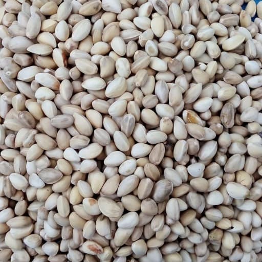 تصویر 3 از فروش پسته دهن بست فندقی + قیمت خرید به صرفه